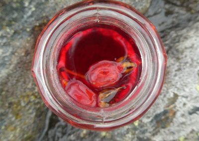 Švýcarský nápoj "Holdrio" je vyroben ze šípkového čaje a pálenky z trnek. Je to skvělý nápoj na prohřátí v zimních měsících.